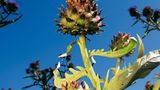 Heilpflanzen: Zurück zur Natur - Bild 3