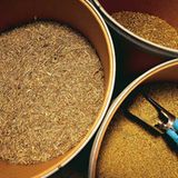 Heilpflanzen: Zurück zur Natur - Bild 4