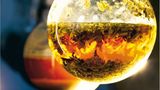 Heilpflanzen: Zurück zur Natur - Bild 6