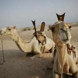 Fotogalerie: Die großen Abenteuerreisen - Bild 5