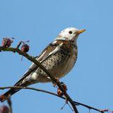 Das User-Foto des Tages - Februar 2008 - Bild 6