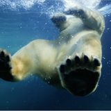 Fotogalerie: "Unsere Erde" - Bild 3