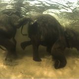 Fotogalerie: "Unsere Erde" - Bild 5