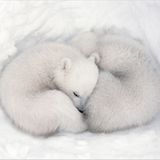 Fotogalerie: "Unsere Erde" - Bild 12