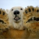 Film: Kinotipp: "Unsere Erde" - Bild 4