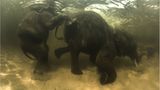 Film: Kinotipp: "Unsere Erde" - Bild 5