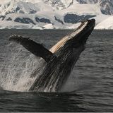 Film: Kinotipp: "Unsere Erde" - Bild 6