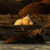 Film: Kinotipp: "Unsere Erde" - Bild 7