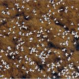 Film: Kinotipp: "Unsere Erde" - Bild 8