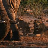 Film: Kinotipp: "Unsere Erde" - Bild 11