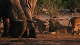Film: Kinotipp: "Unsere Erde" - Bild 11