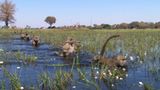 Film: Kinotipp: "Unsere Erde" - Bild 14