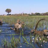 Film: Kinotipp: "Unsere Erde" - Bild 14