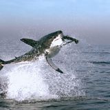 Film: Kinotipp: "Unsere Erde" - Bild 15