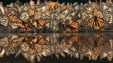 Der gefahrvolle Trek der Monarchfalter