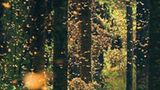 Der gefahrvolle Trek der Monarchfalter - Bild 4