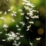 Das User-Foto des Tages - März 2008 - Bild 2