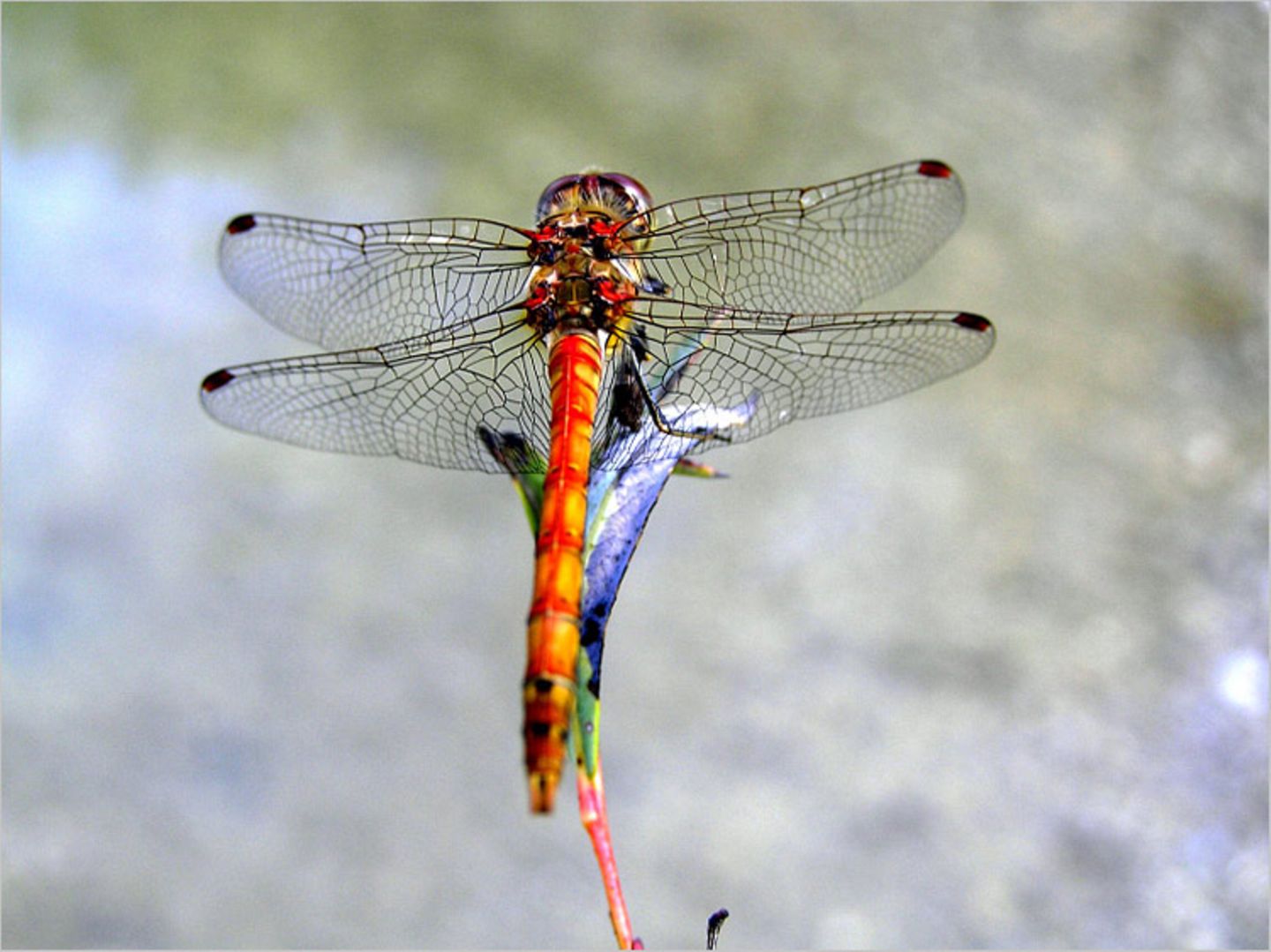 Das User-Foto des Tages - März 2008 - Bild 6