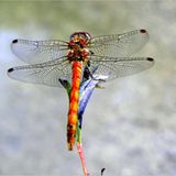 Das User-Foto des Tages - März 2008 - Bild 6