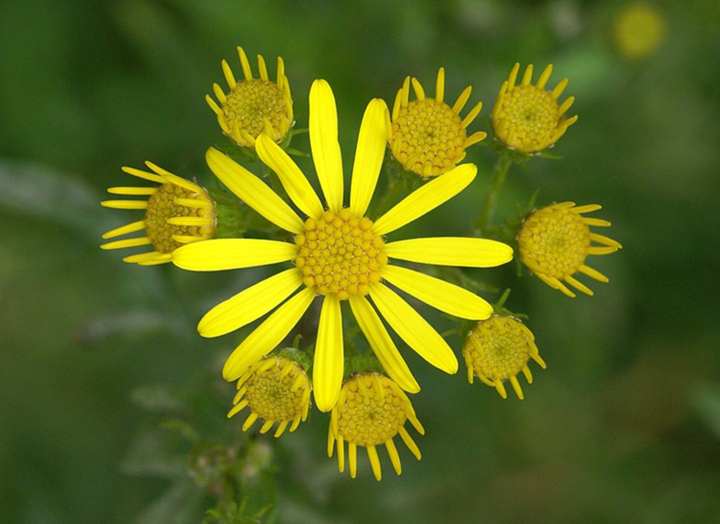 Das User-Foto des Tages - März 2008 - Bild 13