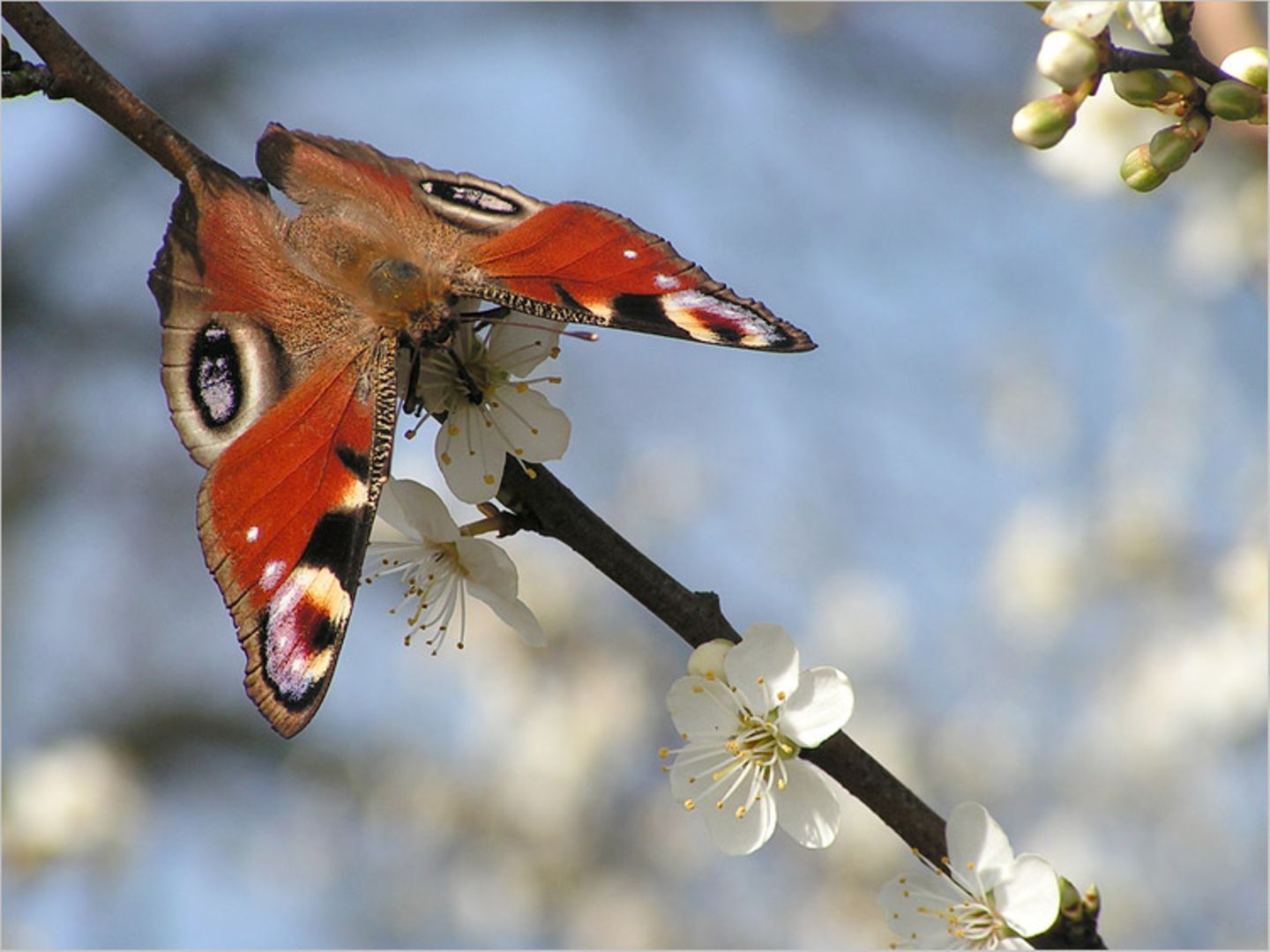 Das User-Foto des Tages - März 2008 - Bild 15