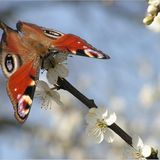 Das User-Foto des Tages - März 2008 - Bild 15