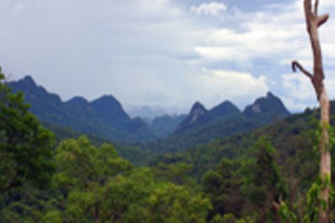 Fotoshow zum Waldschutzprogramm in Vietnam