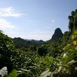 Fotoshow zum Waldschutzprogramm in Vietnam