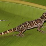 Fotoshow zum Waldschutzprogramm in Vietnam - Bild 4