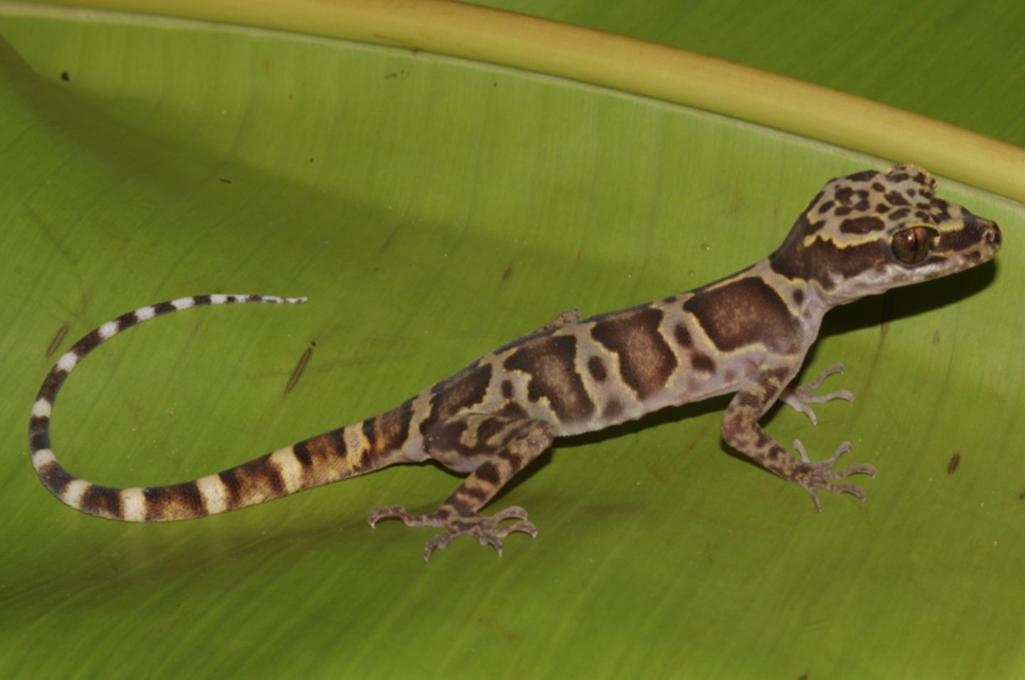 Fotoshow zum Waldschutzprogramm in Vietnam - Bild 4