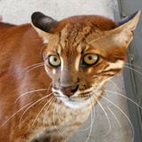 Fotoshow zum Waldschutzprogramm in Vietnam - Bild 9