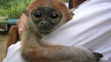 Fotoshow zum Waldschutzprogramm in Vietnam - Bild 12