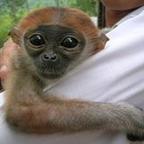 Fotoshow zum Waldschutzprogramm in Vietnam - Bild 12