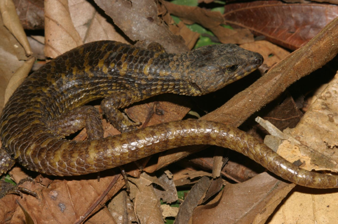 Fotoshow zum Waldschutzprogramm in Vietnam - Bild 14