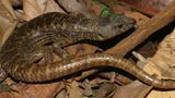 Fotoshow zum Waldschutzprogramm in Vietnam - Bild 14