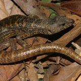 Fotoshow zum Waldschutzprogramm in Vietnam - Bild 14