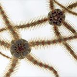 Fotogalerie: Die wilde Nordsee - Bild 3