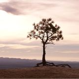 Das User-Foto des Tages - April 2008 - Bild 6