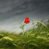 Das User-Foto des Tages - April 2008 - Bild 12