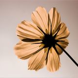 Das User-Foto des Tages - April 2008 - Bild 14