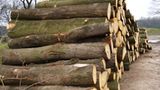 Naturschutz: Zu Tode gesichert - Bild 6