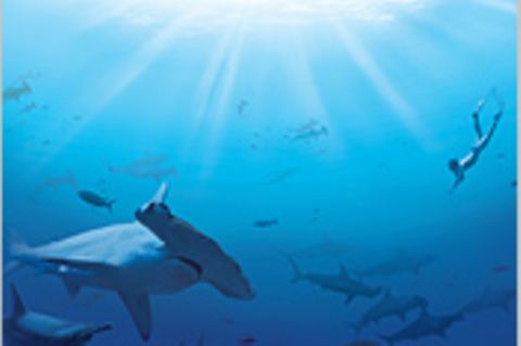 Illegale Fischerei: Haie ohne Flossen