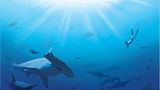 Illegale Fischerei: Haie ohne Flossen