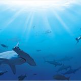 Illegale Fischerei: Haie ohne Flossen