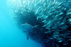 Illegale Fischerei: Haie ohne Flossen - Bild 2