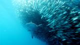 Illegale Fischerei: Haie ohne Flossen - Bild 2