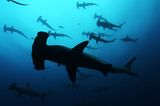 Illegale Fischerei: Haie ohne Flossen - Bild 3