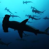 Illegale Fischerei: Haie ohne Flossen - Bild 3