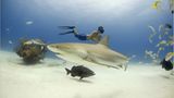 Illegale Fischerei: Haie ohne Flossen - Bild 5