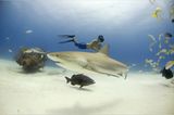 Illegale Fischerei: Haie ohne Flossen - Bild 5